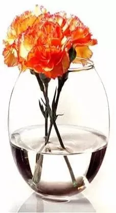Craftfry Oval Shaped Glass Vase: Elegant 8-Inch Decor Piece, Ideal Gift for Any Occasion, Enhance Your Home Decor with Timeless Sophistication (Pack of 1)